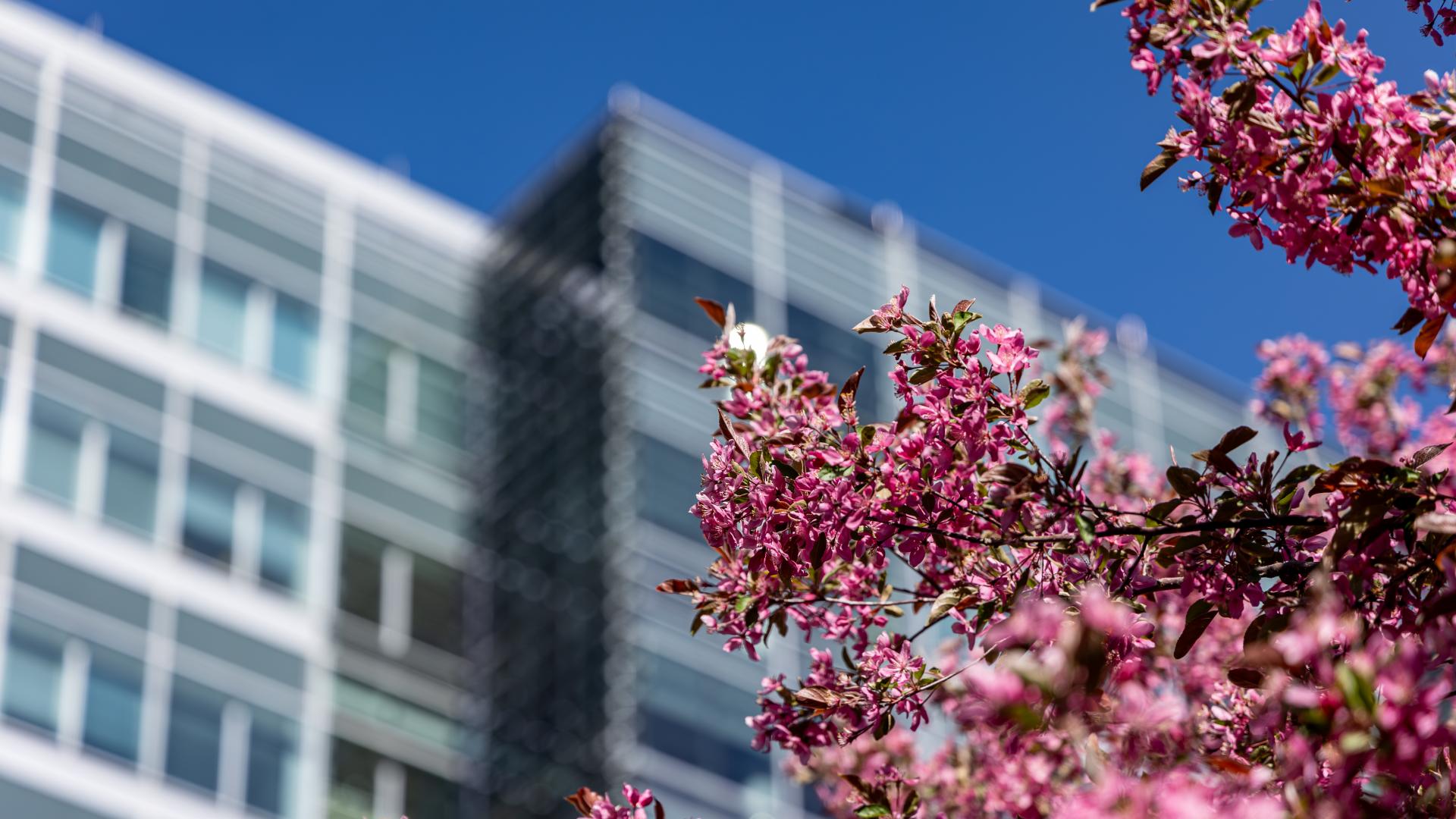 Cherry Blossoms