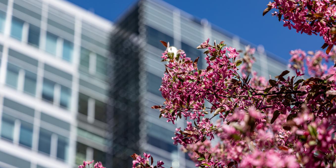 Cherry Blossoms